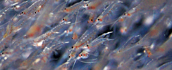 在地球上环境污染程度最小的海洋中生活的南极磷虾