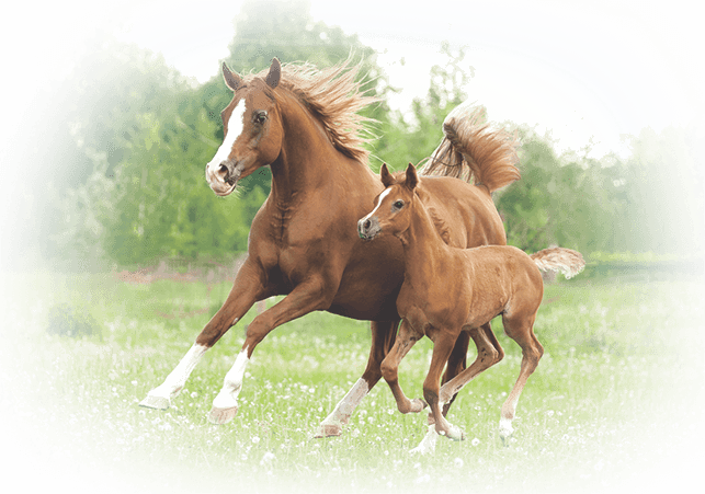 Maintained breeding environment for thoroughbred horse