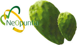 NeOpuntia contain500mg