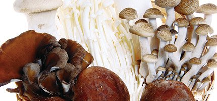 Mushroom chitosan